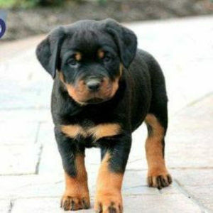 Meet your Posher, Leema